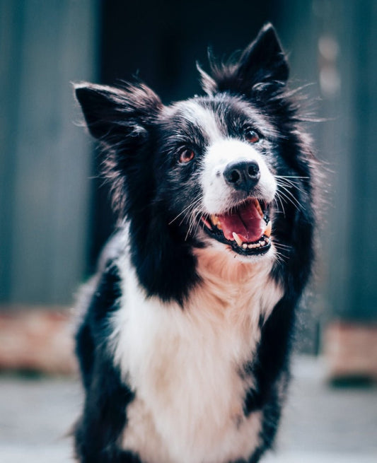 La Familia en Crecimiento: Propietarios Latinos de Mascotas - Fun Pet Group