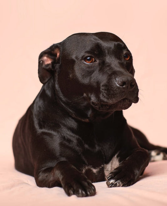 Los perros también se aburren. ¡Por qué y cómo el entrenamiento basado en recompensas puede beneficiar a su perro! - Fun Pet Group